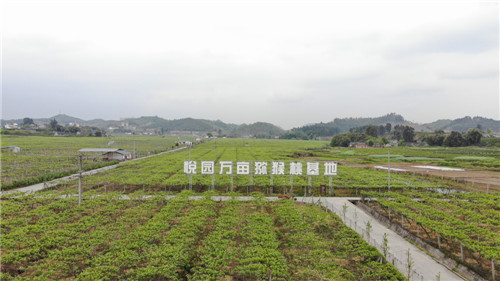 悅園村獼猴桃基地.jpg