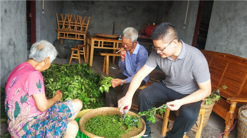 黃陳幫助村民采摘花椒1.jpg